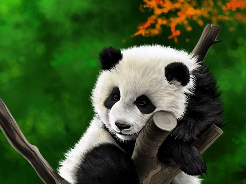 Красивая панда